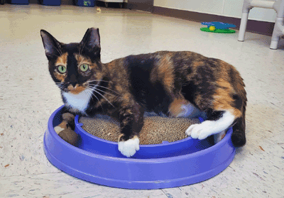 Ear Tipped Cat